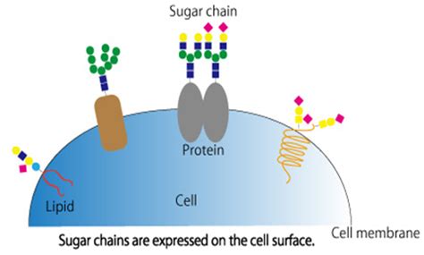test for polysaccharides|The Method and Process of Polysaccharides Analysis.